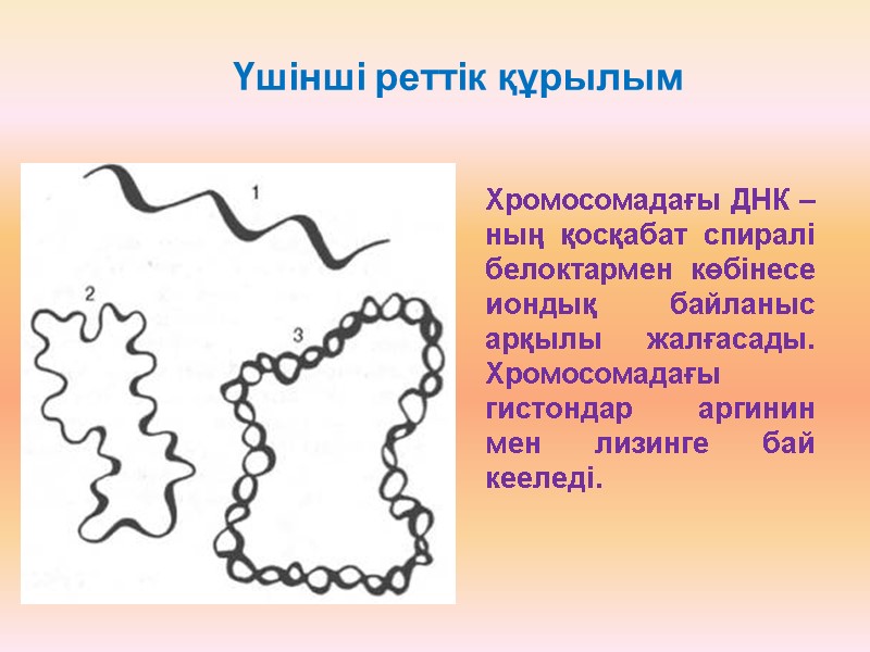 Үшінші реттік құрылым Хромосомадағы ДНК – ның қосқабат спиралі белоктармен көбінесе иондық байланыс арқылы